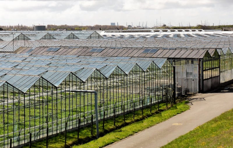 City Agriculture