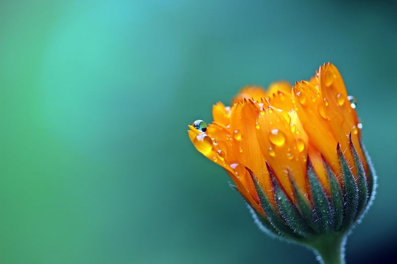 Small-Scale Gardening