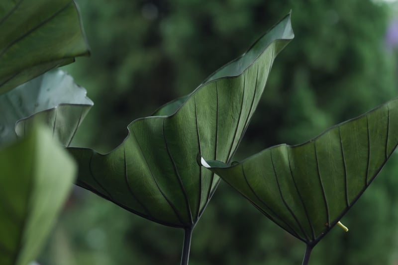 Plants Green Nature